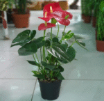 Anthurium Andraeanum - Image 3