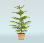 Araucaria Heterophylla