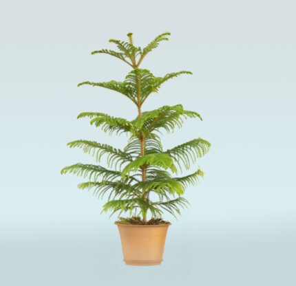 Araucaria Heterophylla