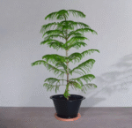 Araucaria Heterophylla - Image 2