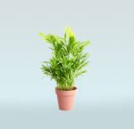 Bamboo Palm