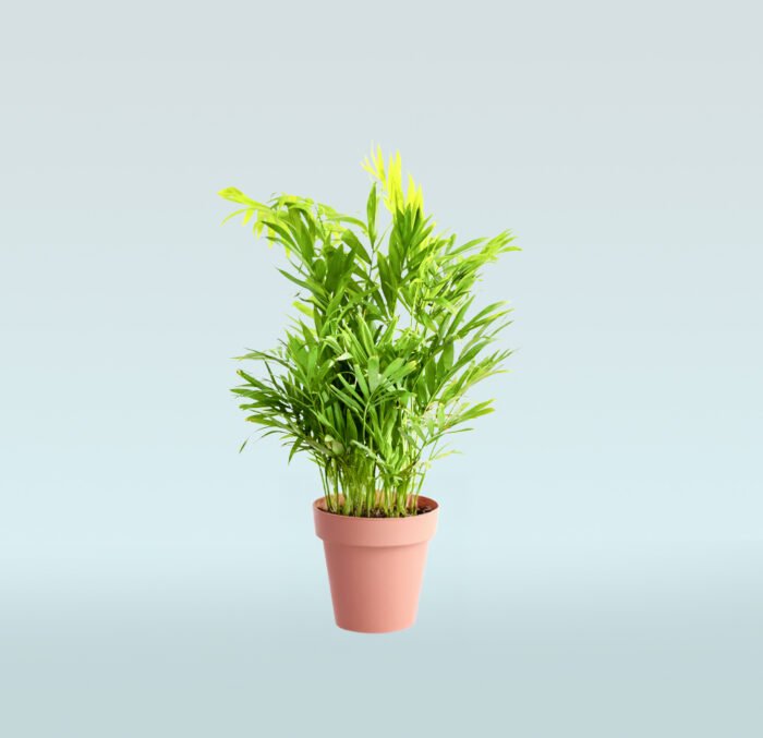 Bamboo Palm - Image 1