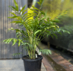 Bamboo Palm - Image 3
