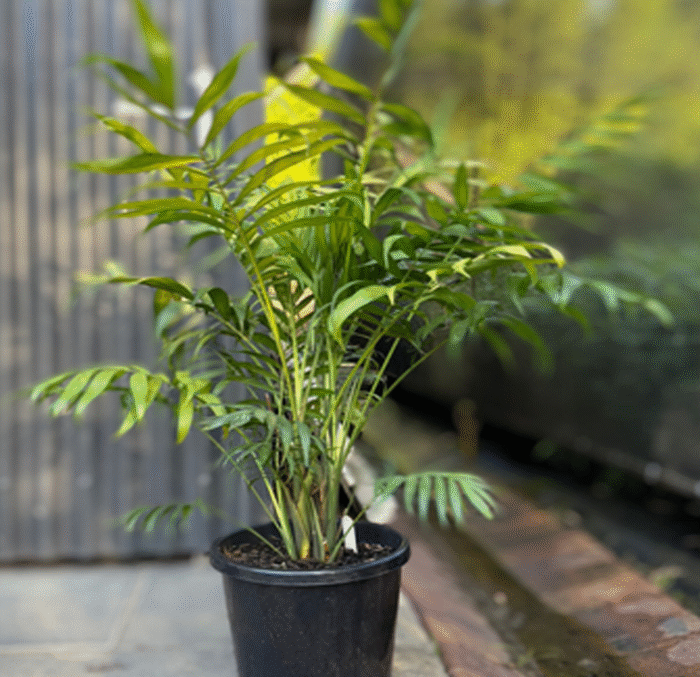 Bamboo Palm - Image 3