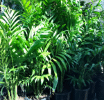 Bamboo Palm - Image 2