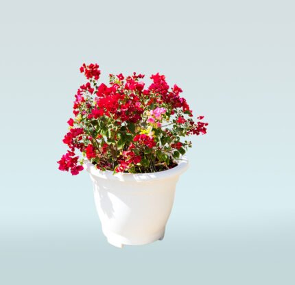 Bougainvillea