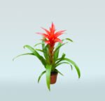 Bromeliad Guzmania Red