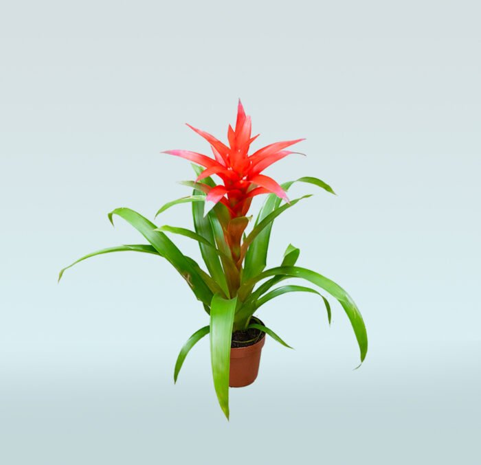Bromeliad Guzmania Red - Image 1