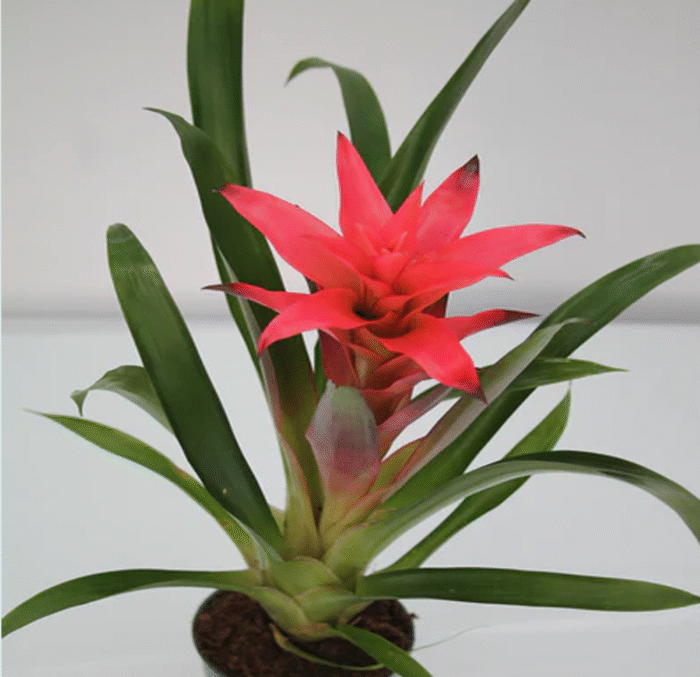 Bromeliad Guzmania Red - Image 2
