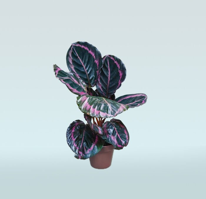 Calathea Dottie - Image 1
