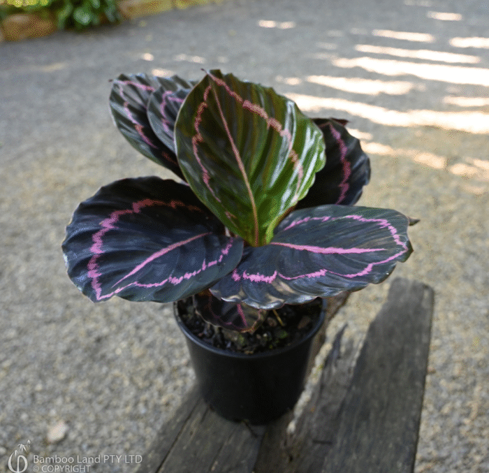 Calathea Dottie - Image 3