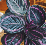Calathea Dottie - Image 2