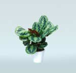 Calathea Makoyana - Peacock