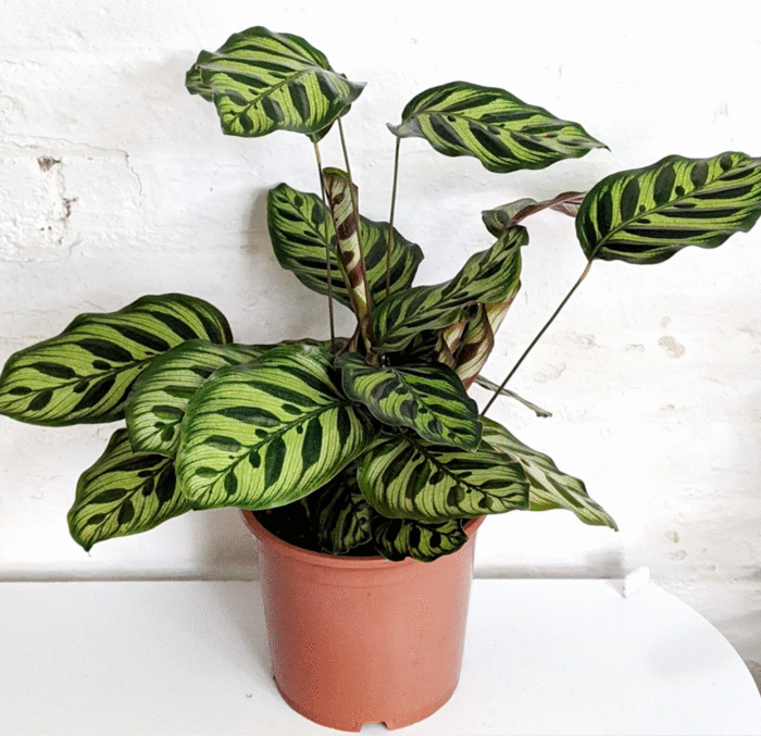 Calathea Makoyana - Peacock - Image 3