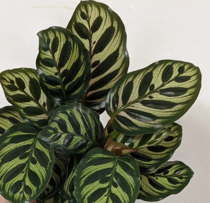 Calathea Makoyana - Peacock - Image 2