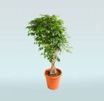 China Doll Plant