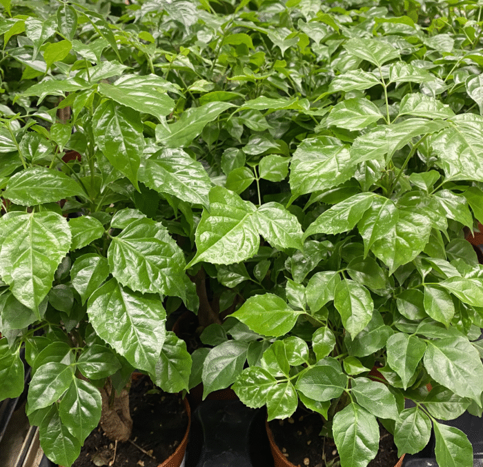 China Doll Plant - Image 2