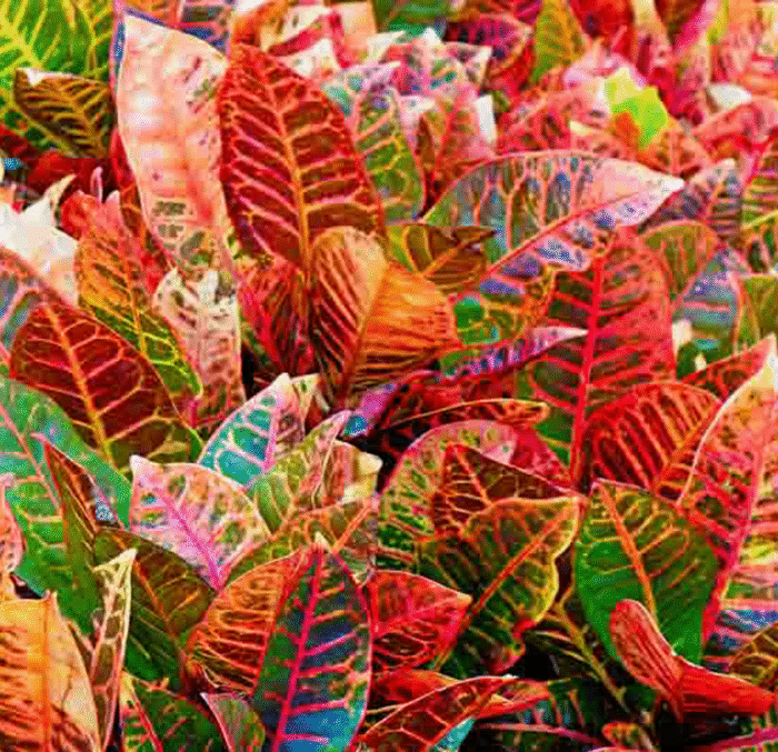 Codiaeum Variegatum - Image 2