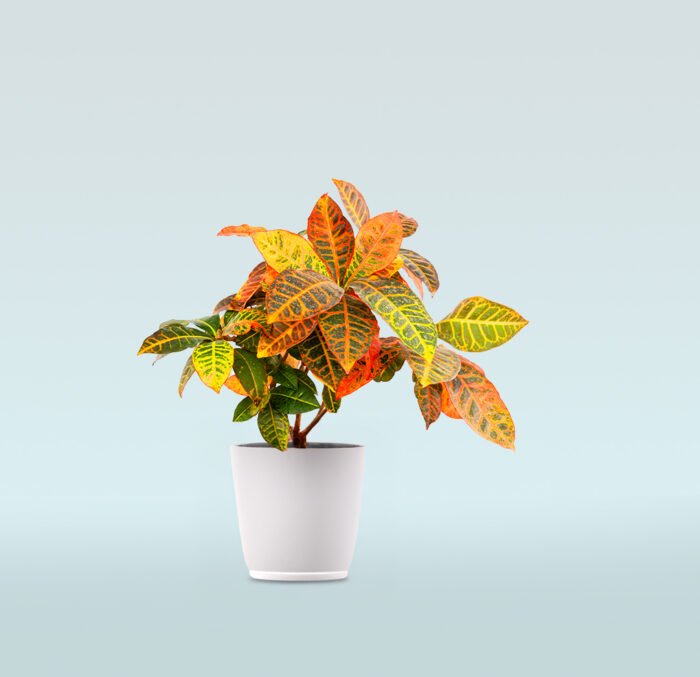 Codiaeum Variegatum - Image 1