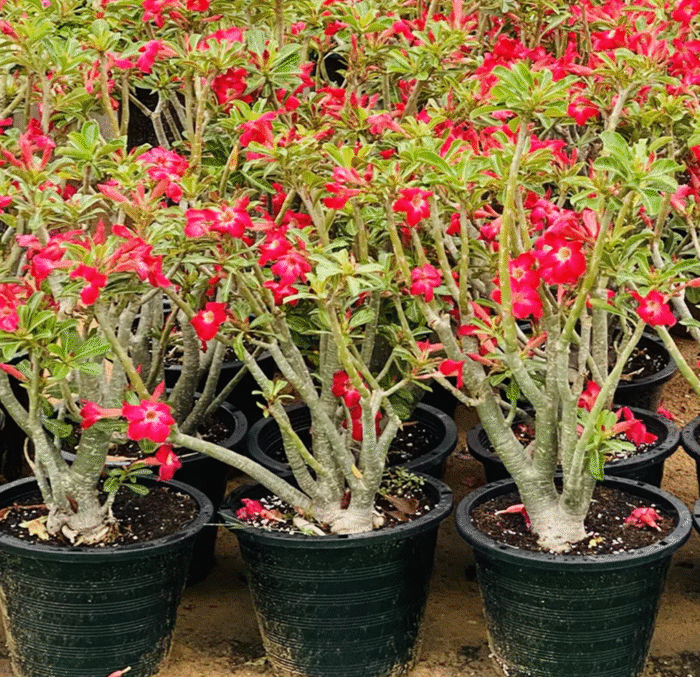 Desert Rose - Image 3