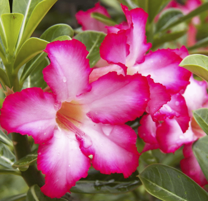 Desert Rose - Image 2