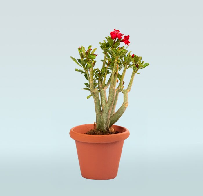 Desert Rose - Image 1