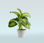 Dieffenbachia Compacta