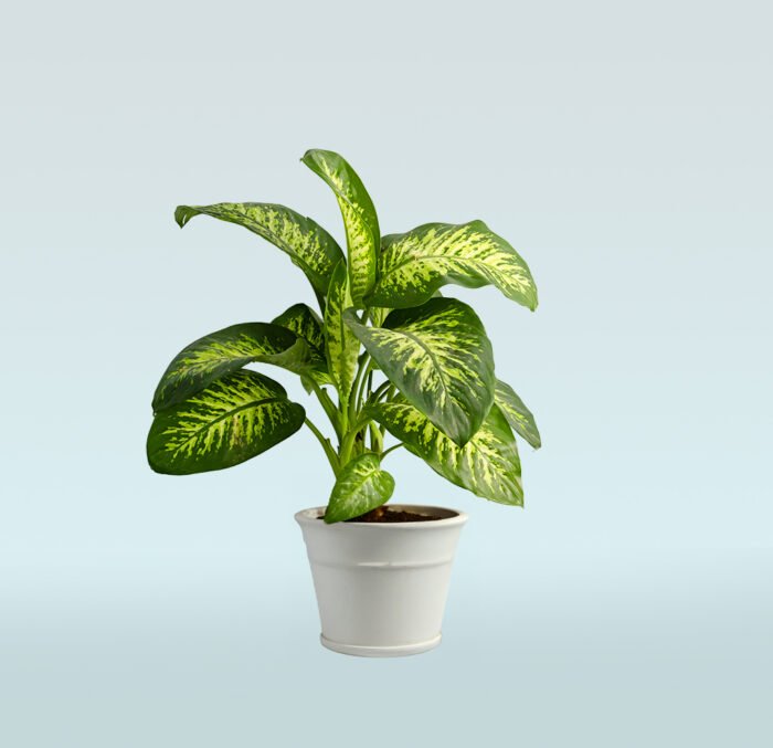 Dieffenbachia Compacta - Image 1