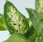Dieffenbachia Compacta - Image 2