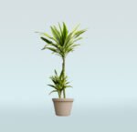 Dracaena Massangeana