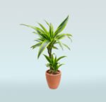 Dracaena Massangeana - Image 3