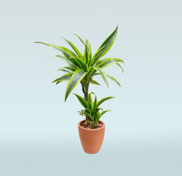 Dracaena Massangeana - Image 3