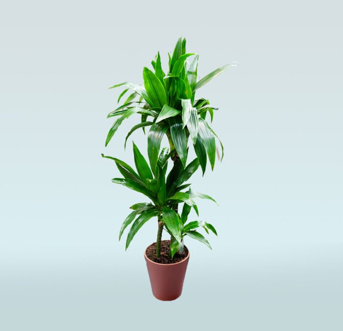 Dracaena Fragrans - Image 1