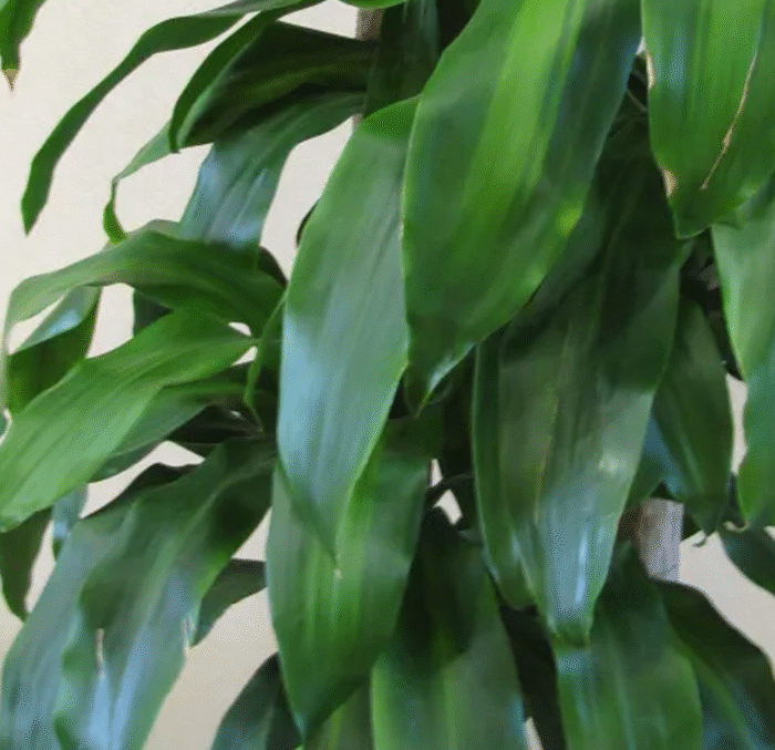 Dracaena Fragrans - Image 2