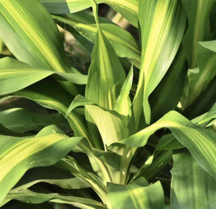 Dracaena Massangeana - Image 2