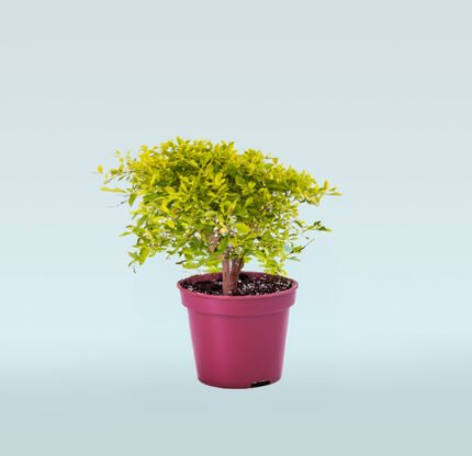 Duranta Repens Gold