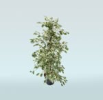 Ficus Benjamina Golden