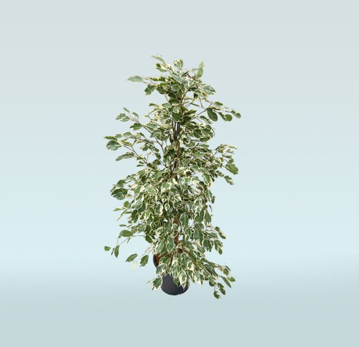 Ficus Benjamina Golden - Image 1
