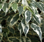 Ficus Benjamina Golden - Image 2