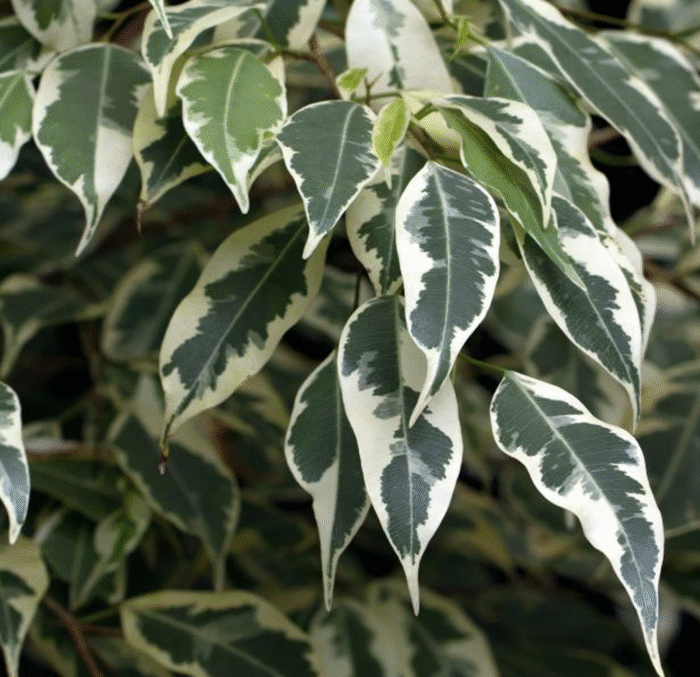 Ficus Benjamina Golden - Image 2