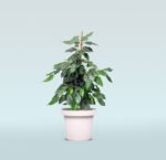 Ficus Benjamina - Weeping Fig - Image 2