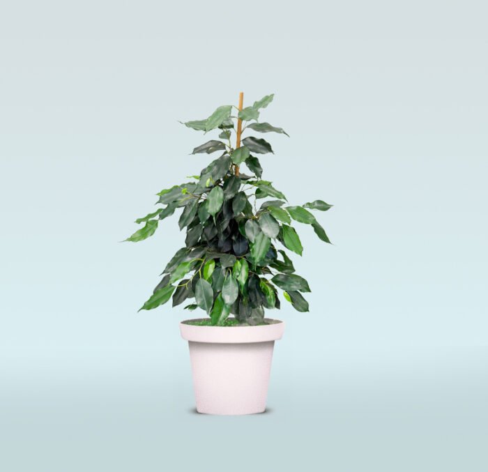 Ficus Benjamina - Weeping Fig - Image 2