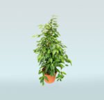 Ficus Benjamina - Weeping Fig