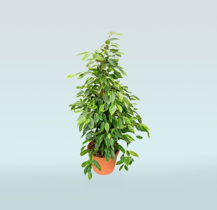 Ficus Benjamina - Weeping Fig - Image 1