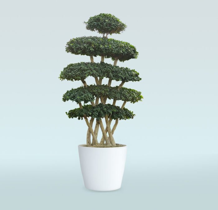 Ficus Microcarpa - Image 1