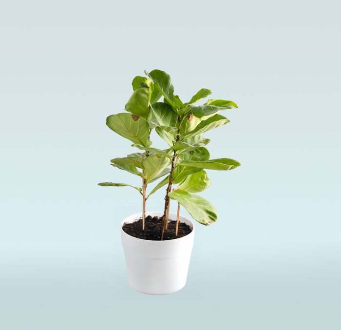 Ficus Lyrata - Image 1
