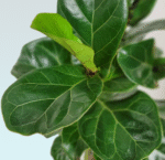 Ficus Lyrata - Image 2