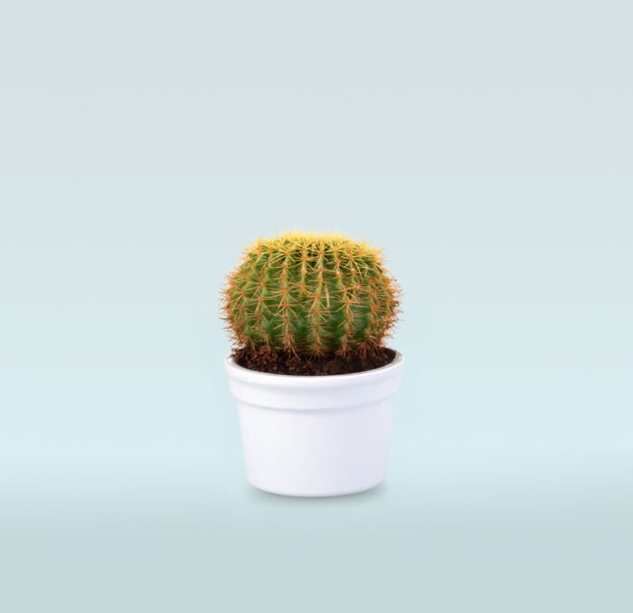 Golden Barrel Cactus - Image 1