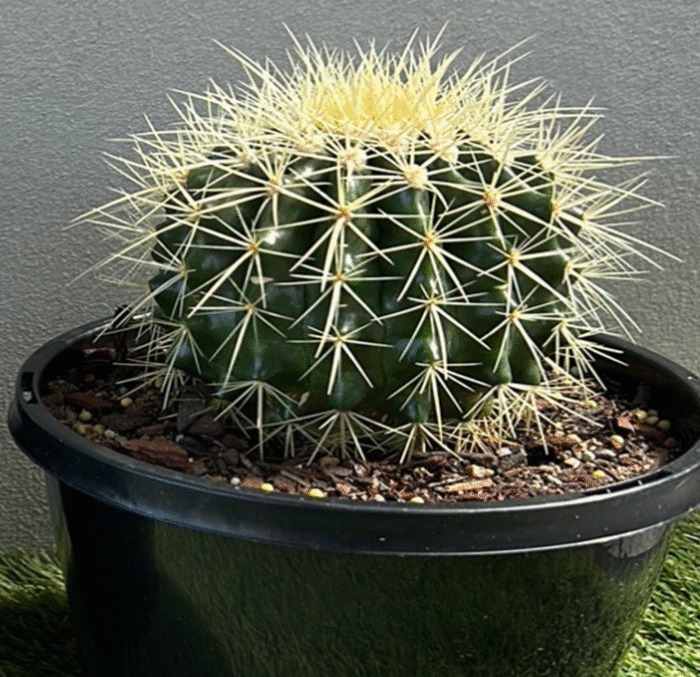 Golden Barrel Cactus - Image 3