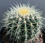 Golden Barrel Cactus - Image 2